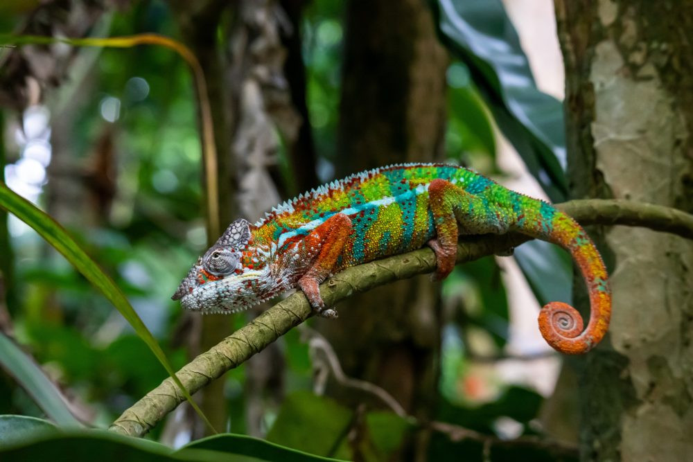 Perawatan gecko