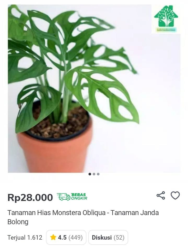 Tanaman hias produk terlaris di tokopedia